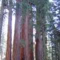 tn_Sequoia National Park