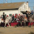 caballos.andaluces